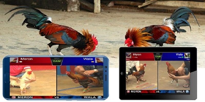 Một số loại kèo phổ biến khi cá cược đá gà